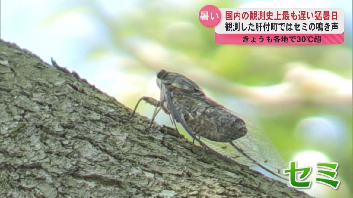 国内の観測史上最も遅い猛暑日の肝付町ではセミも…あの鹿児島名物に多くの人 13日も各地で30℃超(2025年10月13日掲載)|KYT NEWS NNN 共有