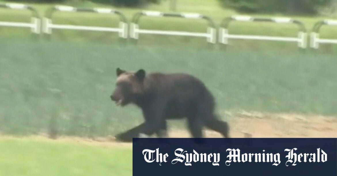 クマによる10人死亡を受け、日本は軍隊を招集。