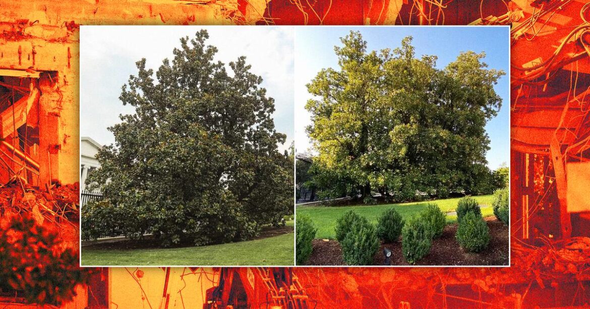 トランプ大統領、新宴会場のために大統領の歴史ある樹木を撤去 |衛星画像によると、２人の大統領を記念するモクレンを含む６本の木がホワイトハウスの敷地から消去された。