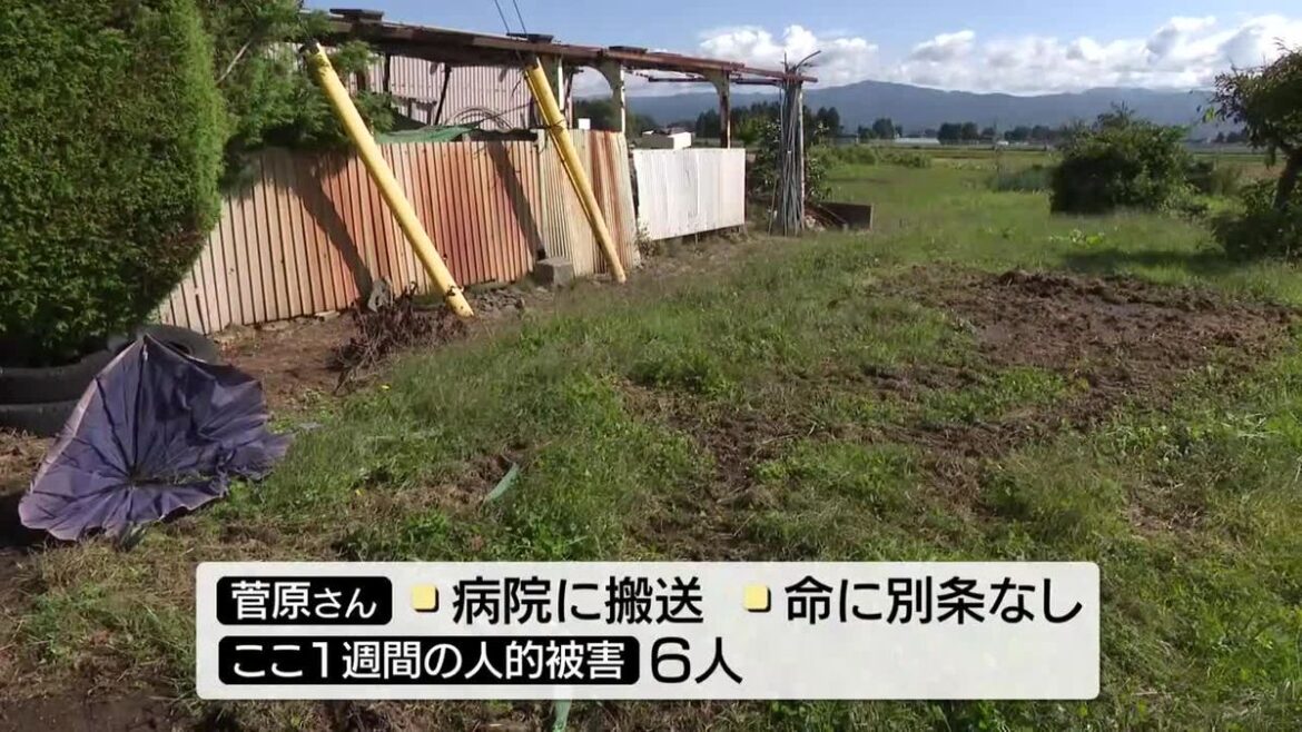 クマに襲われ73歳男性けが 岩手県矢巾町(2025年10月1日掲載)|日テレNEWS NNN – 日テレNEWS NNN テレビ岩手