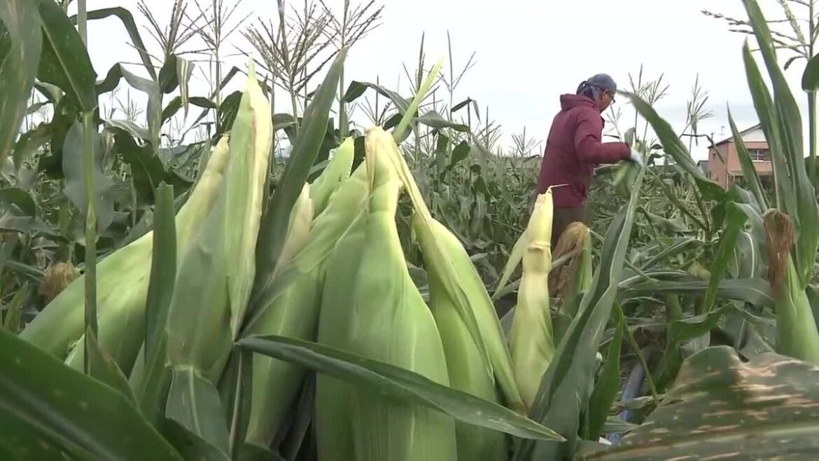 珍しい“秋”のトウモロコシ!南国市で収穫中  甘みがあり『生』でも美味【高知】(2025年10月21日掲載)|RKC NEWS NNN 共有