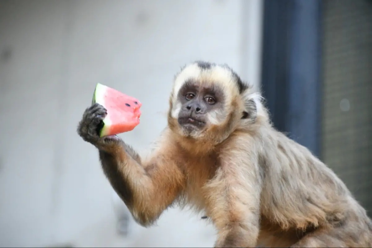 出典元:神戸市立王子動物園公式サイト