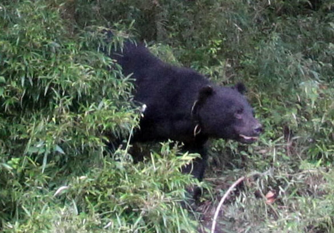 滋賀県でツキノワグマ「人里への出没が増える可能性」 今秋の予測発表、特に懸念されるエリアは｜京都新聞デジタル 京都・滋賀のニュースサイト - 京都新聞デジタル
