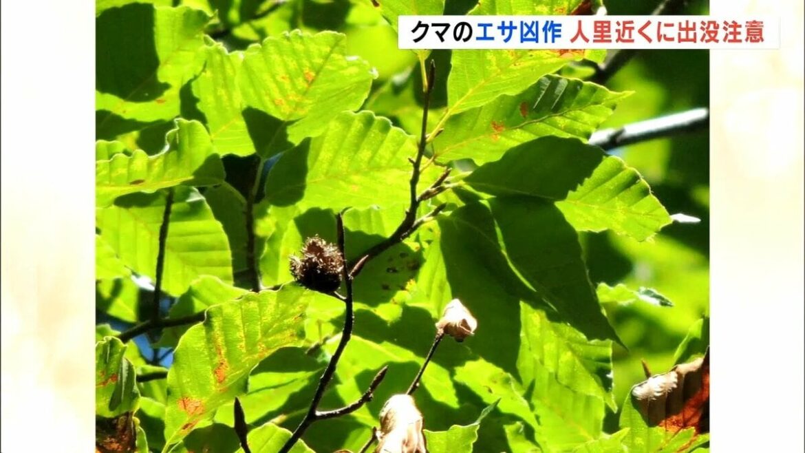 クマのエサの木の実が 「凶作」夏に雨少なく実り悪い…人里近くの出没に注意 福島 | 福島のニュースTUF (1ページ) – TBS NEWS DIG クマのエサの木の実が 「凶作」夏に雨少なく実り悪い…人里近くの出没に注意 福島 | 福島のニュースTUF (1ページ) - TBS NEWS DIG