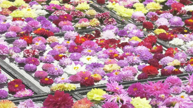 池一面を埋め尽くす１０万輪のダリア  秋の恒例イベント始まる 　島根県松江市