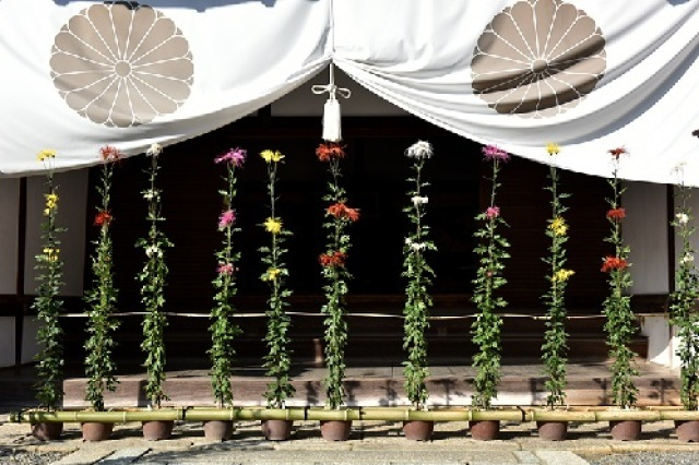 第19回しまね花の郷菊まつり 特別展示「王朝の菊花〜嵯峨菊〜」