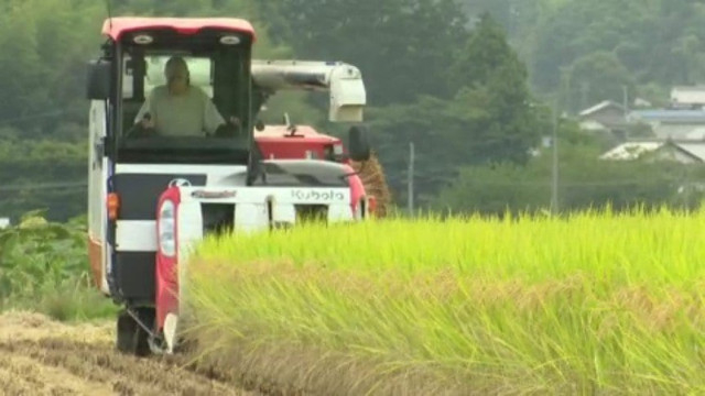 愛媛県のブランド米“ひめの凜”収穫最盛期 愛媛