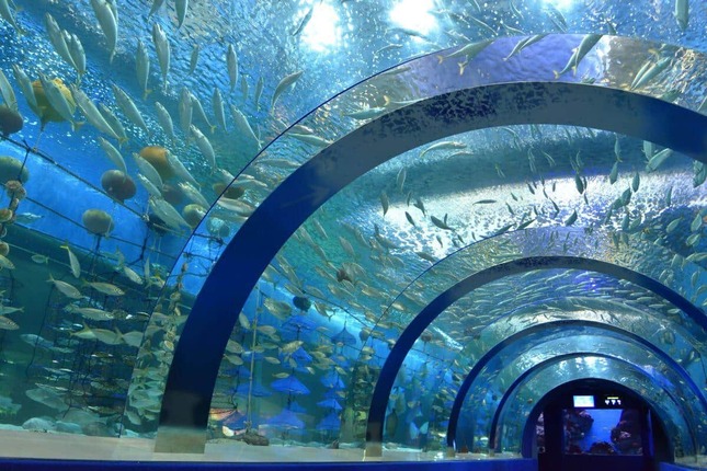 「青森県営 浅虫水族館」のトンネル水槽。公式提供