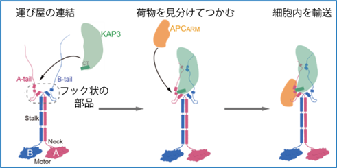 【プレスリリース】細胞の“運び屋”に新たなルール―脳の働きや病気の理解につながるタンパク質輸送の仕組み― | 国立大学法人群馬大学 【プレスリリース】細胞の“運び屋”に新たなルール―脳の働きや病気の理解につながるタンパク質輸送の仕組み― | 国立大学法人群馬大学