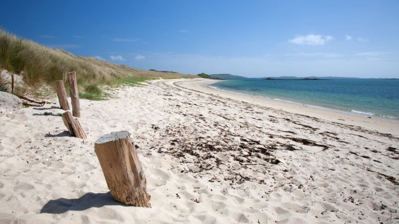 「海岸に現れたのはエイリアン?」「いいえ、実は高級食材です」  英国のビーチで発見された「謎の物体」の正体に驚きの声|Pen Online 「海岸に現れたのはエイリアン?」「いいえ、実は高級食材です」  英国のビーチで発見された「謎の物体」の正体に驚きの声|Pen Online