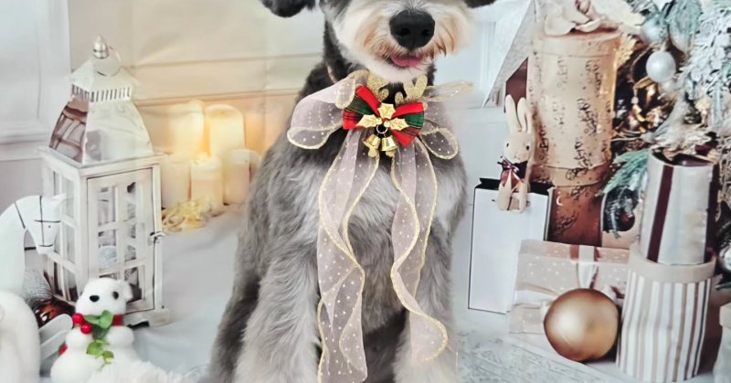 (( 2025.11.04 ))本日ご来店のモデルちゃん🐶いつもご来店頂き有難うございます🤲🏻….平日限定でカットモデル犬を募…..(2025.11.04) | 福島市のトリミングサロン 犬の美容室Poo(プー)│トリミング・ペットホテル・南福島・ペット (( 2025.11.04 ))本日ご来店のモデルちゃん🐶いつもご来店頂き有難うございます🤲🏻....平日限定でカットモデル犬を募.....(2025.11.04) | 福島市のトリミングサロン 犬の美容室Poo(プー)│トリミング・ペットホテル・南福島・ペット