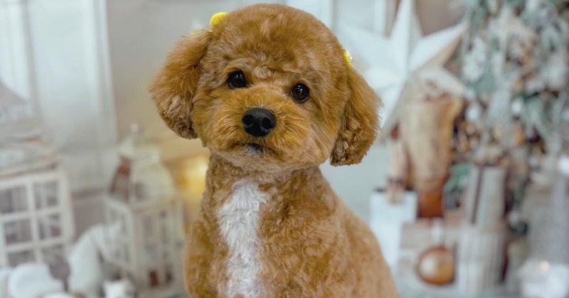 (( 2025.11.10 ))本日ご来店のモデルくん🐶Acocoのセットコースでふわふわモコモコに仕上がってます🥰いつもご来店頂き有難う….(2025.11.10) | 福島市のトリミングサロン 犬の美容室Poo(プー)│トリミング・ペットホテル・南福島・ペット (( 2025.11.10 ))本日ご来店のモデルくん🐶Acocoのセットコースでふわふわモコモコに仕上がってます🥰いつもご来店頂き有難う....(2025.11.10) | 福島市のトリミングサロン 犬の美容室Poo(プー)│トリミング・ペットホテル・南福島・ペット