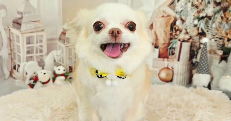 (( 2025.11.16 ))本日ご来店のモデルちゃん🐶Acocoシャンプーを使用してさらっさらに仕上がりました!いつもご来店頂き有難…(2025.11.16) | 福島市のトリミングサロン 犬の美容室Poo(プー)│トリミング・ペットホテル・南福島・ペット (( 2025.11.16 ))本日ご来店のモデルちゃん🐶Acocoシャンプーを使用してさらっさらに仕上がりました!いつもご来店頂き有難...(2025.11.16) | 福島市のトリミングサロン 犬の美容室Poo(プー)│トリミング・ペットホテル・南福島・ペット