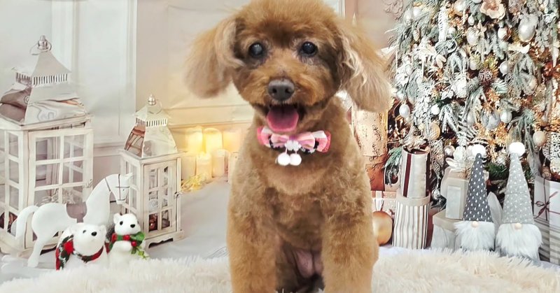 (( 2025.11.21 ))本日ご来店のモデルちゃん🐶Acocoシャンプーを使用してさらっさらになりました!いつもご来店頂き有難うこ…(2025.11.21) | 福島市のトリミングサロン 犬の美容室Poo(プー)│トリミング・ペットホテル・南福島・ペット (( 2025.11.21 ))本日ご来店のモデルちゃん🐶Acocoシャンプーを使用してさらっさらになりました!いつもご来店頂き有難うこ...(2025.11.21) | 福島市のトリミングサロン 犬の美容室Poo(プー)│トリミング・ペットホテル・南福島・ペット