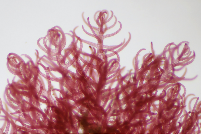 アルヌール、「メタン削減海藻」の量産化へ鹿児島で種糸作製を開始! | 鹿児島・九州プレスリリース | 生活情報 | くらし アルヌール、「メタン削減海藻」の量産化へ鹿児島で種糸作製を開始! | 鹿児島・九州プレスリリース | 生活情報 | くらし