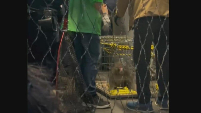 広島市中心部で連日出没のサル捕まる　掘り込み式の駐車場に入り込み 出入り口一面をネットで覆い捕獲