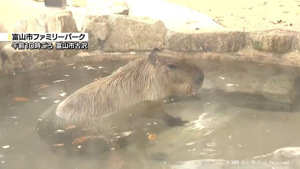 いい湯だね ファミリーパークで恒例のカピバラ露天風呂 富山