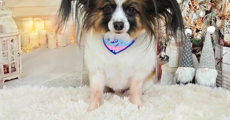 (( 2025.12.07 ))本日ご来店のモデルくん🐶Acocoシャンプーを使用してしっとりさらふわになりました!いつもご来店頂き有難…(2025.12.07) | 福島市のトリミングサロン 犬の美容室Poo(プー)│トリミング・ペットホテル・南福島・ペット (( 2025.12.07 ))本日ご来店のモデルくん🐶Acocoシャンプーを使用してしっとりさらふわになりました!いつもご来店頂き有難...(2025.12.07) | 福島市のトリミングサロン 犬の美容室Poo(プー)│トリミング・ペットホテル・南福島・ペット