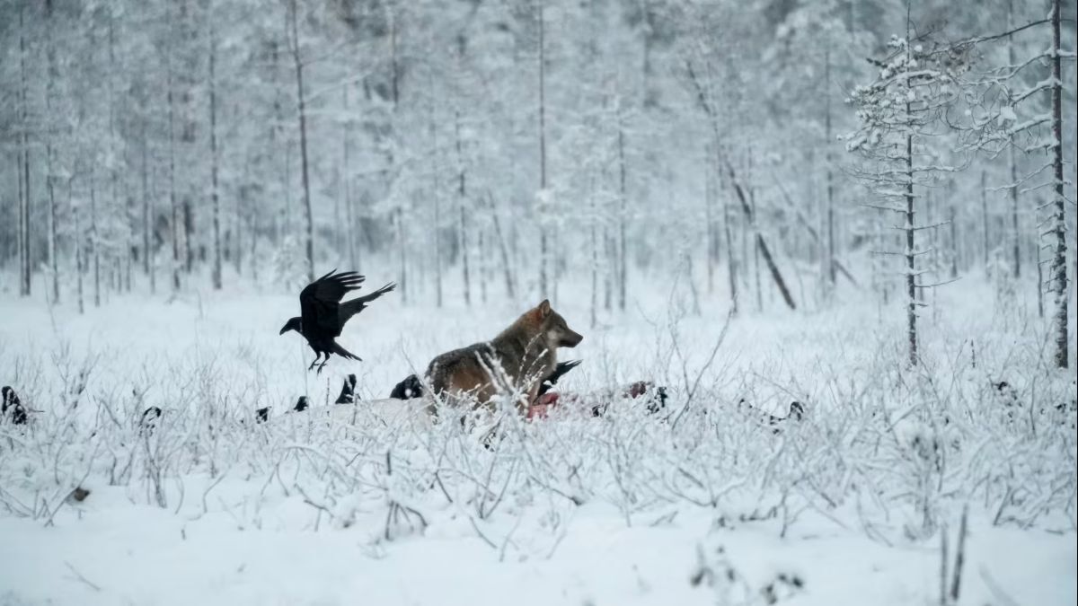 フィンランド東部、クフモの町の近くの野原で、豚の死骸の上に立つオオカミ/Mick Krever/CNN