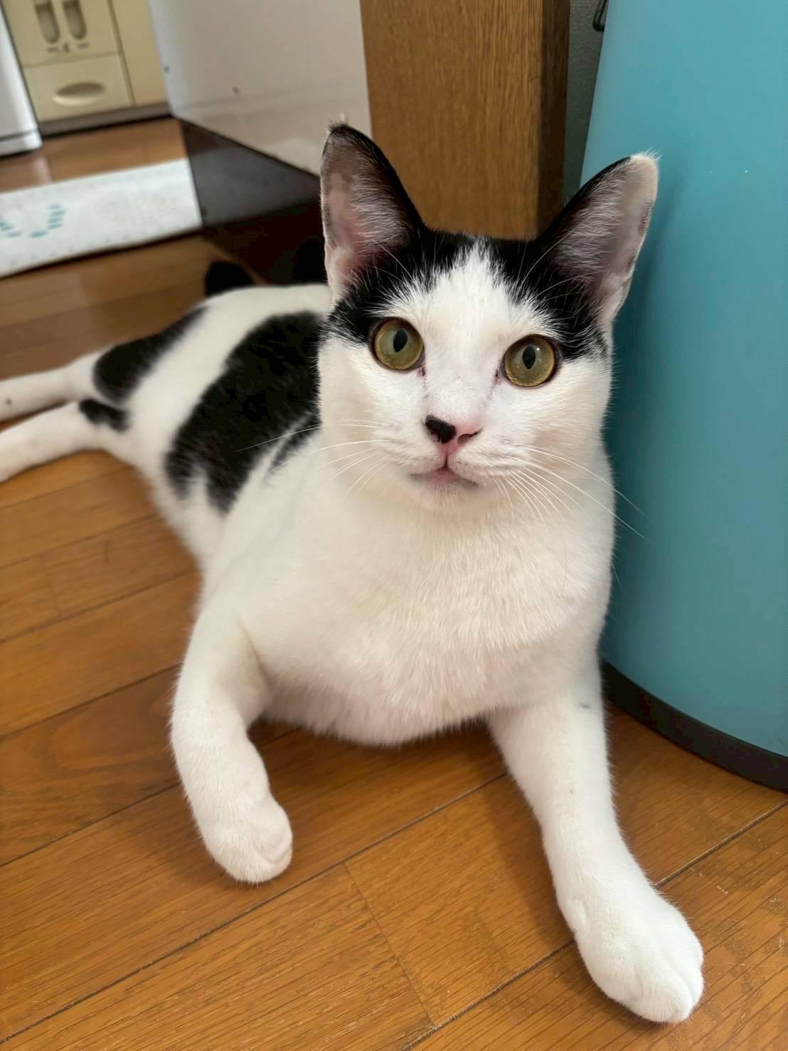 提供：ちーむにゃいんず