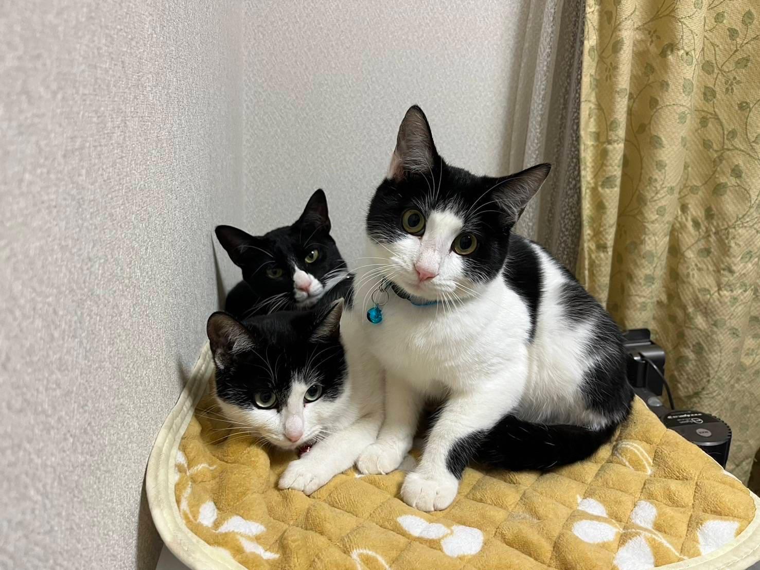 提供：ちーむにゃいんず