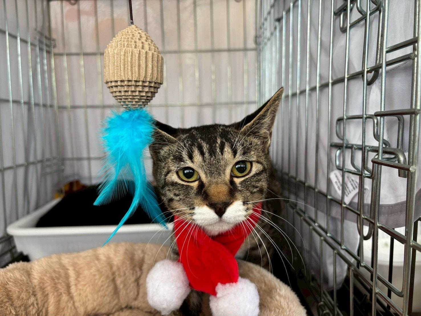 提供：ちーむにゃいんず