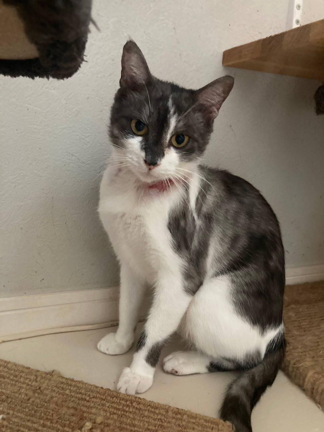 提供：ちーむにゃいんず