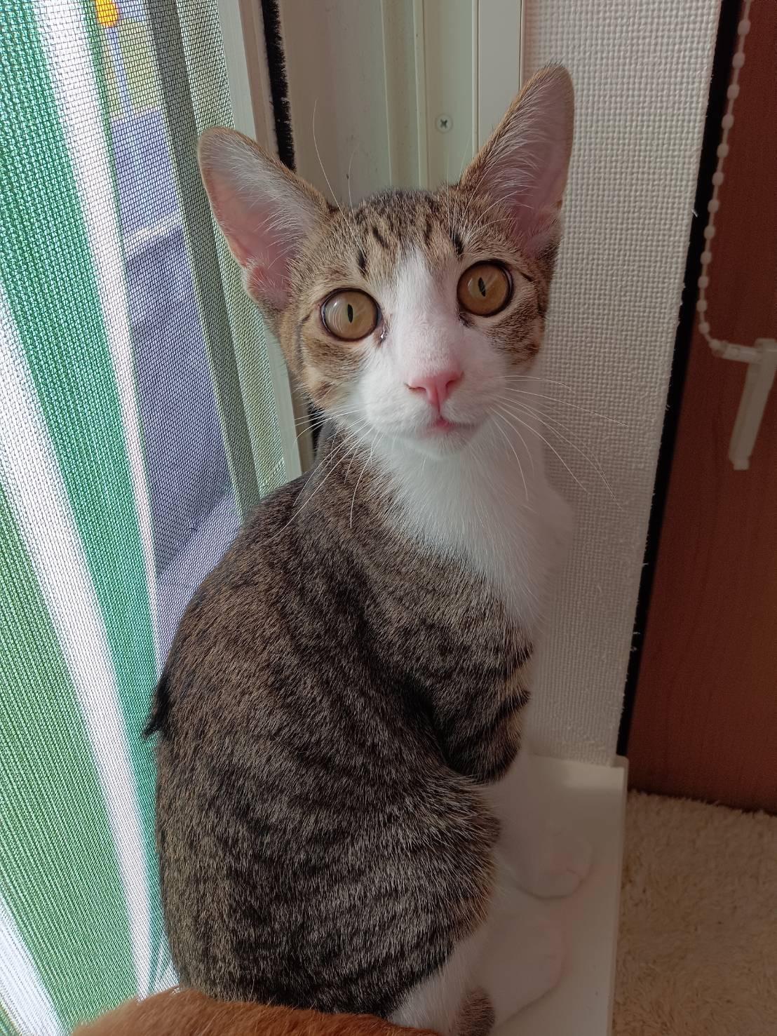 提供：ちーむにゃいんず