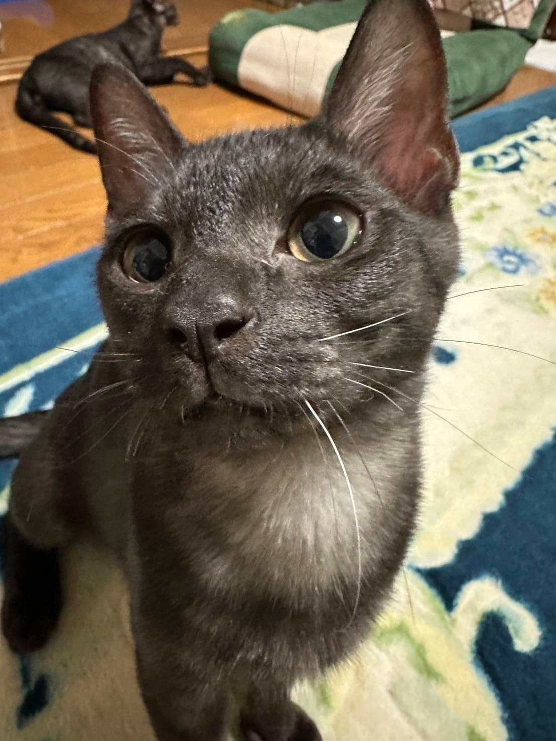 提供：ちーむにゃいんず