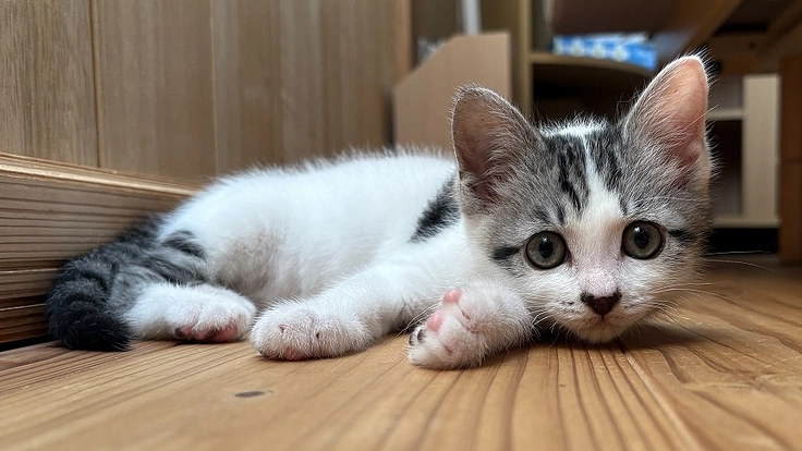 動物(猫と犬)と人が共存できるまちづくりを目指して(山口県美祢市生活環境課 2026/01/05 公開) – クラウドファンディング READYFOR 山口県美祢市生活環境課