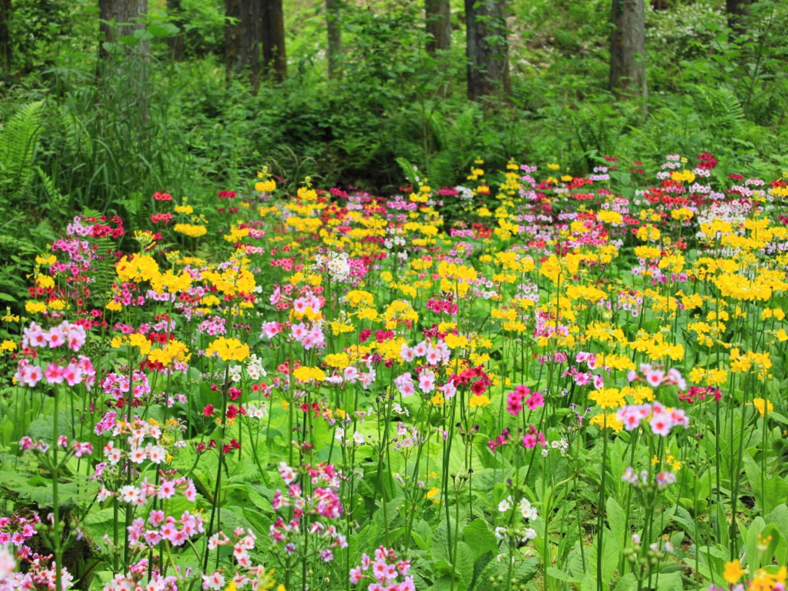 「長野県の自治体」ランキング