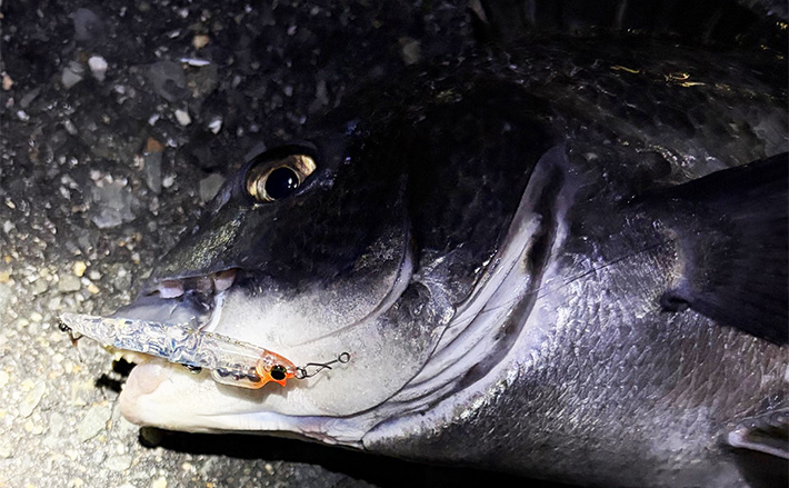 大阪湾メバリング釣行でチヌ(クロダイ)がフィーバー! チニング入門に最適期か? | TSURINEWS 大阪湾メバリング釣行でチヌ(クロダイ)がフィーバー! チニング入門に最適期か?