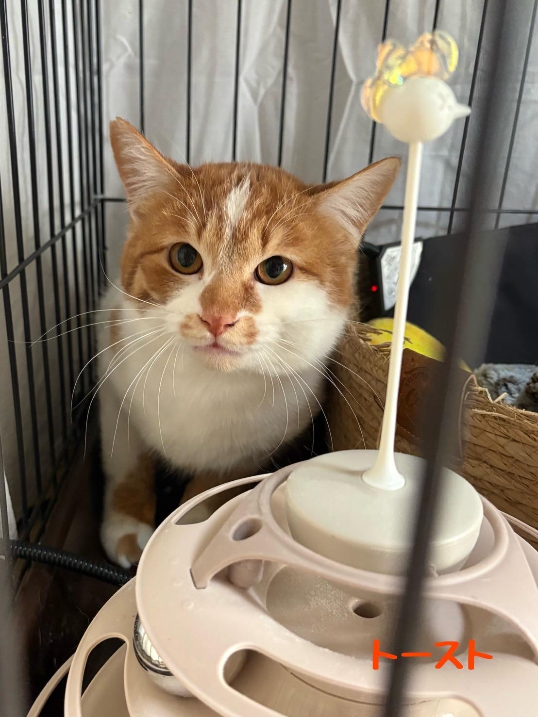 提供：ちーむにゃいんず