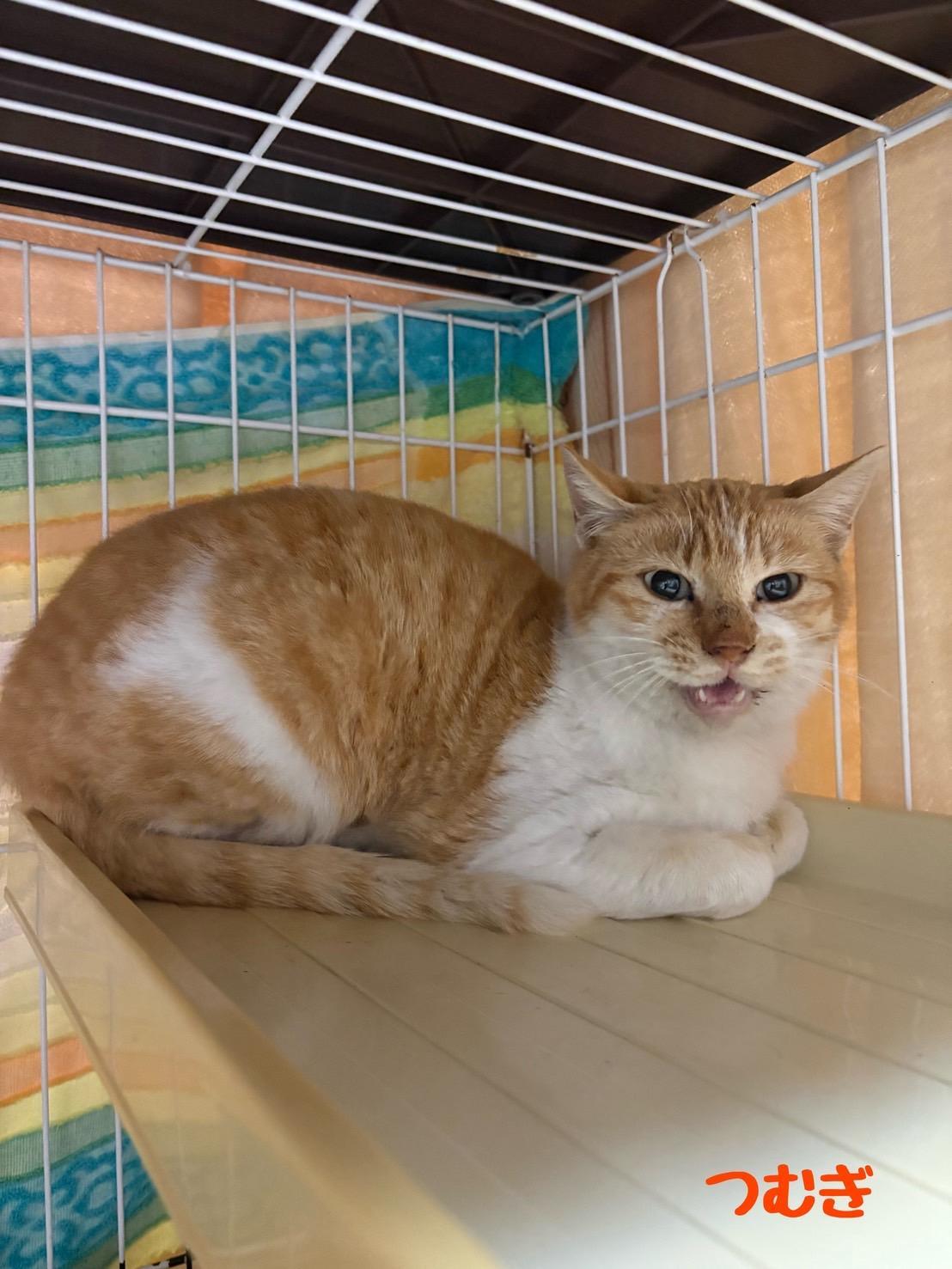 提供：ちーむにゃいんず