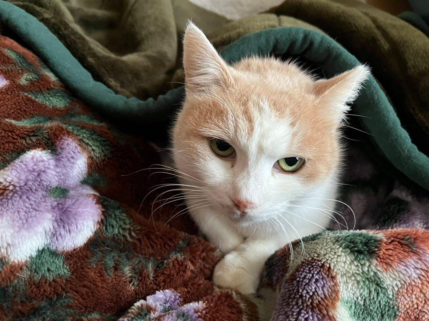 提供：ちーむにゃいんず