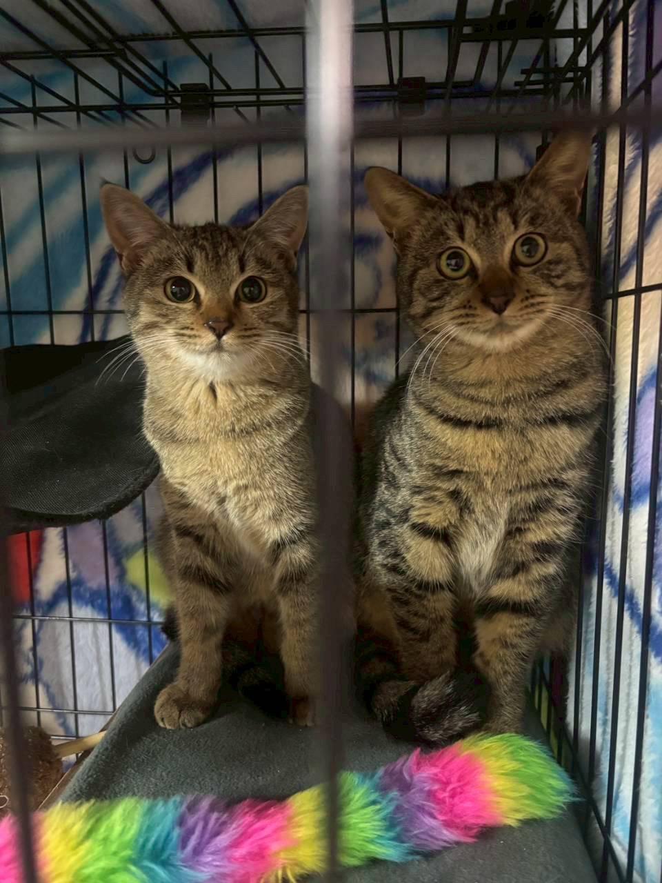 提供：ちーむにゃいんず