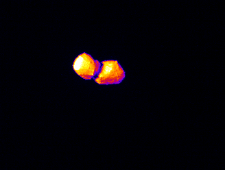 中間赤外カメラ(TIR)によって撮影された小惑星「トリフネ」