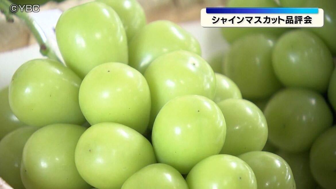 山形県内で今が収穫最盛期 シャインマスカットの品評会 南陽市の男性が最優秀賞(2026年9月29日掲載)|YBC NEWS NNN 共有