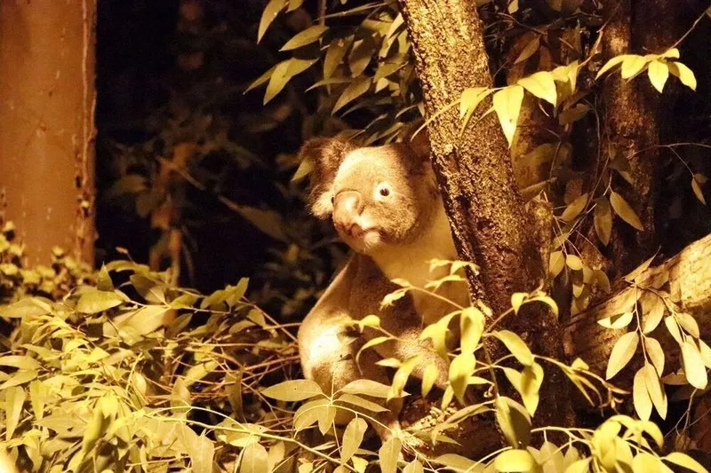 夜の動物たち、何してる? 埼玉の動物園で「ナイトズー」開催 | au Webポータル au Webポータル