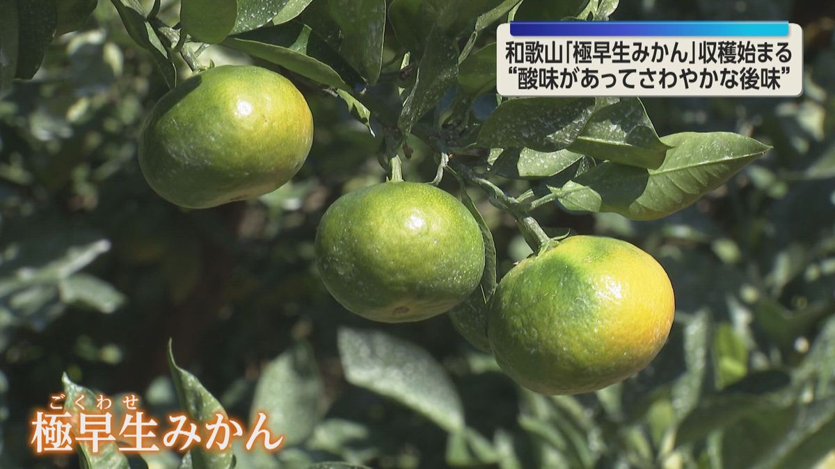 みかんの収穫量日本一 和歌山で極早生の「温州みかん」収穫始まる 今年は「糖度が高く、さわやかな後味」