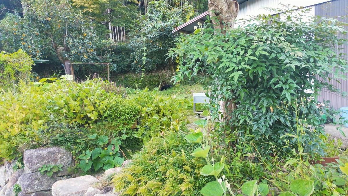 【柿の木にクマ】兵庫県豊岡市で緊急銃猟 兵庫県内で2件目