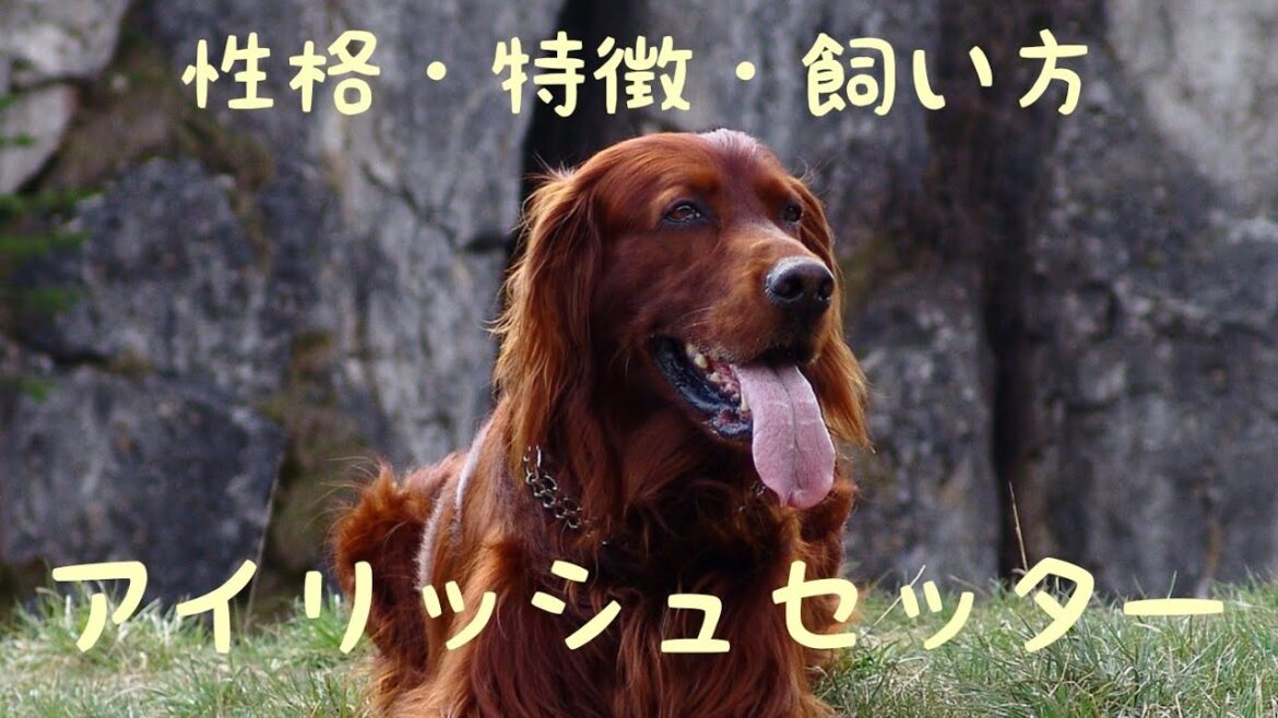 アイリッシュセッターの性格や特徴などなど解説