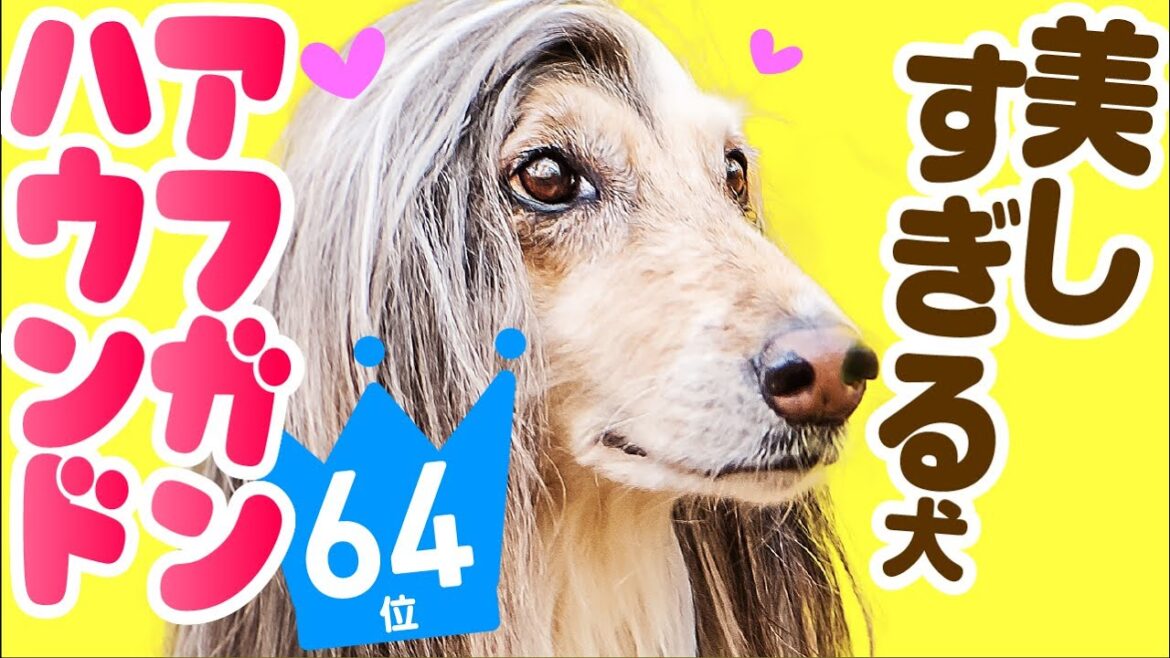 ❤️人気64位【アフガン・ハウンドってどんな犬？】子犬の価格や性格、寿命、飼いやすさは？ カワイイ動画でチェック！