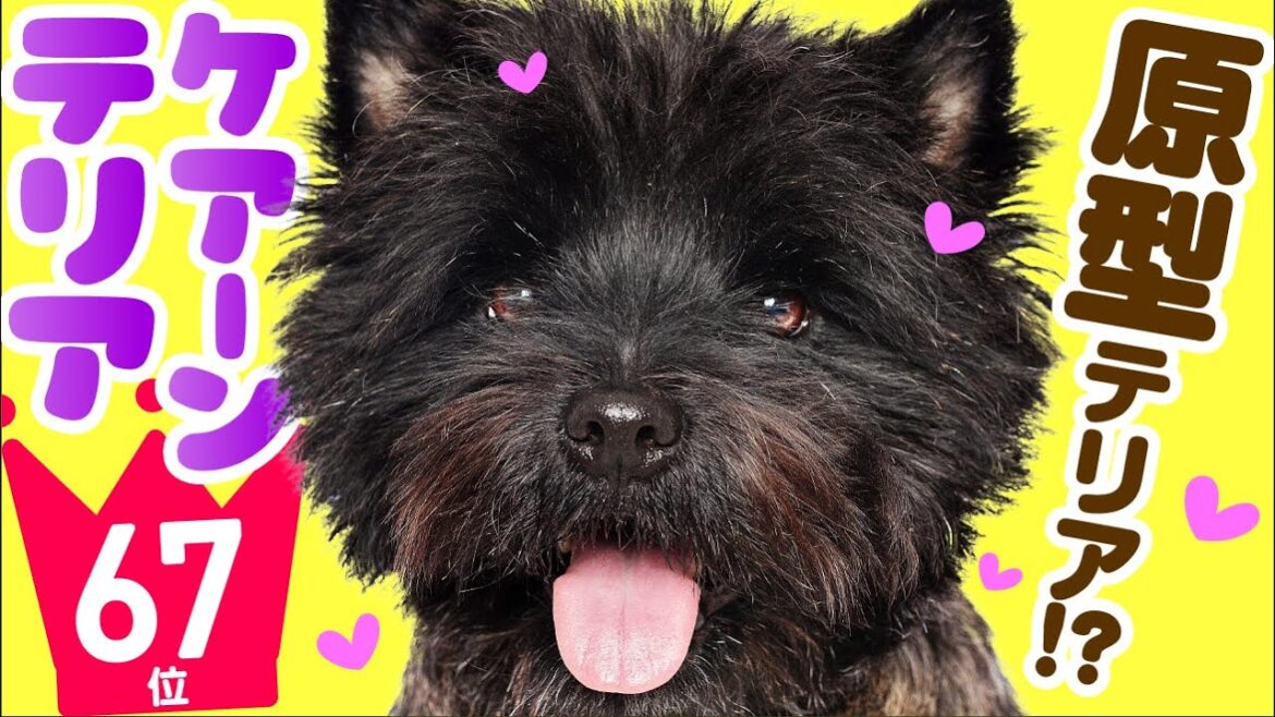 ❤️人気67位【ケアーン・テリアってどんな犬？】子犬の価格や性格、寿命、飼いやすさは？ カワイイ動画でチェック！