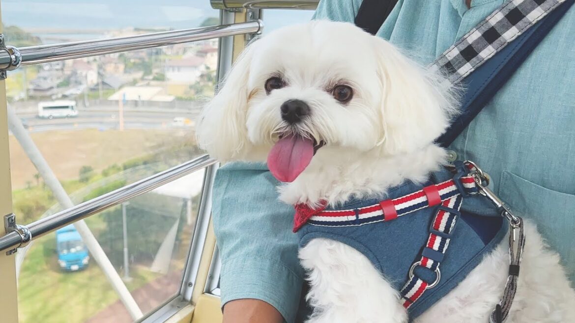 初めて観覧車に犬を乗せたら可愛すぎた【マルチーズ】 初めて観覧車に犬を乗せたら可愛すぎた【マルチーズ】