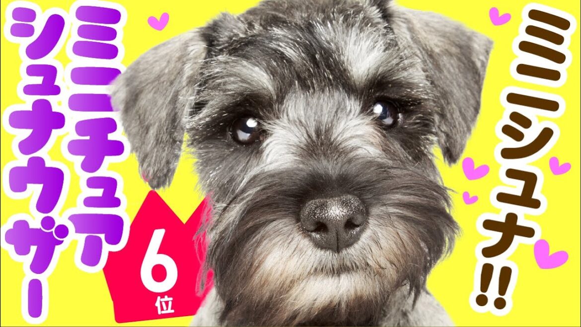 ❤️人気6位【ミニチュア・シュナウザーってどんな犬？】子犬の価格や性格、寿命、飼いやすさは？ カワイイ動画でチェック！