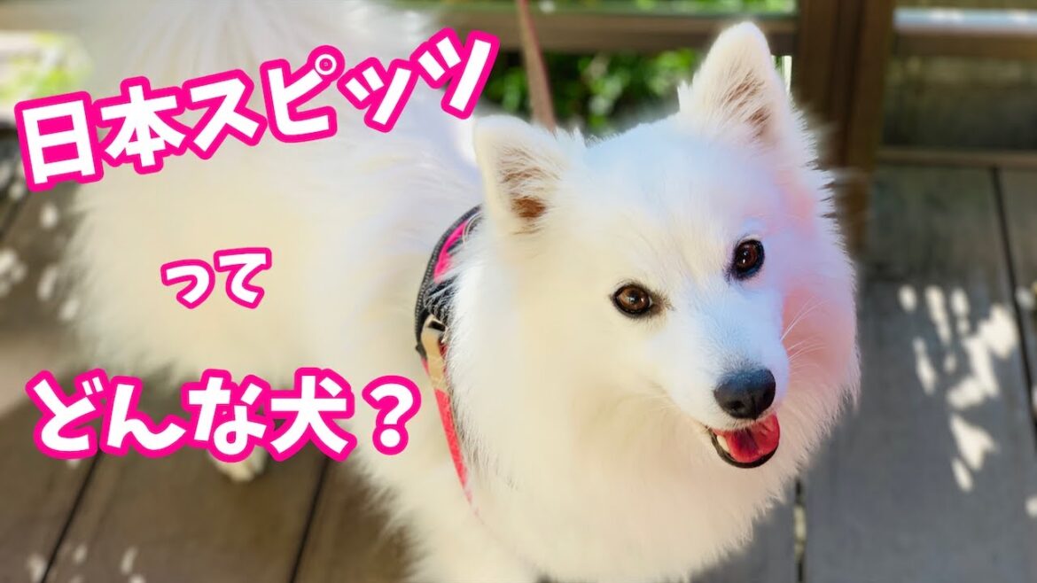 日本スピッツってどんな犬？特徴や性格を紹介！ / All about Japanese Spitz.