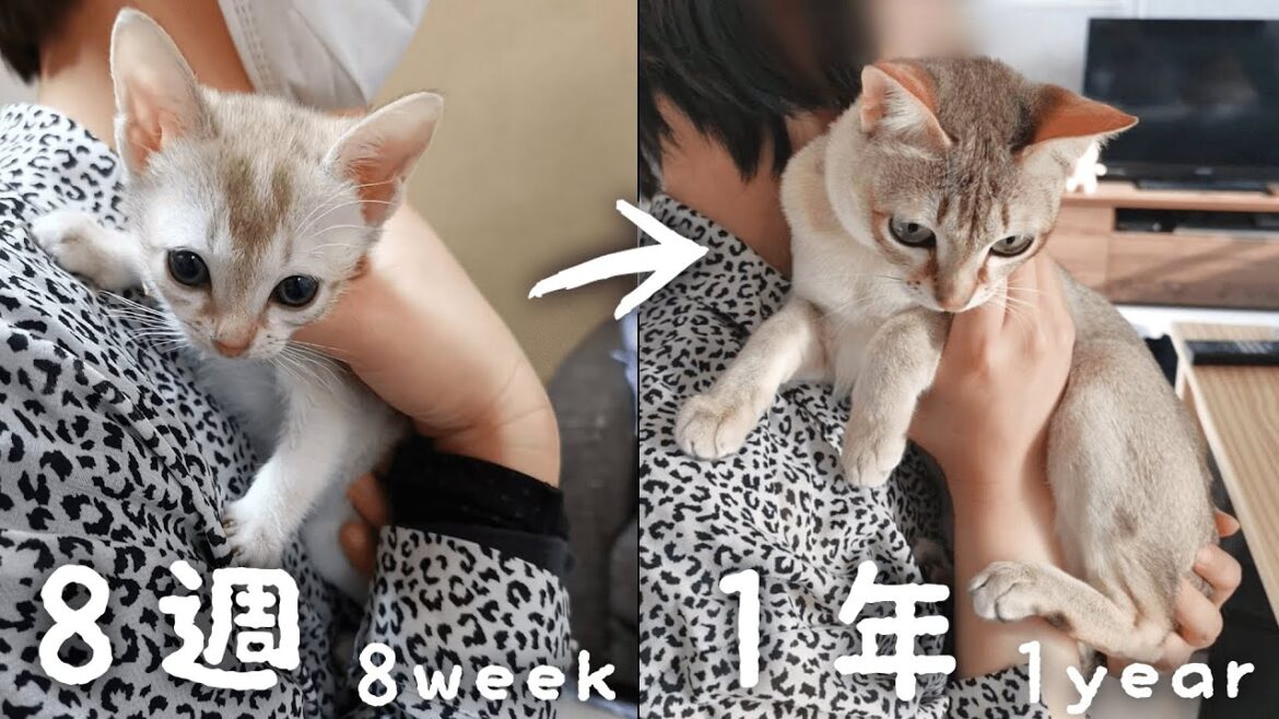 【世界最小ネコ】シンガプーラのルルと暮らして１年が経ちました！【体重・費用まとめ】