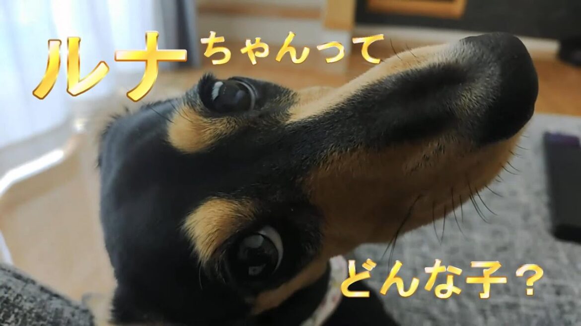 自己紹介【ミニチュアダックスフンド】スムース