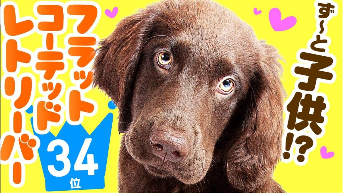 ❤️人気34位【フラットコーテッド・レトリーバーってどんな犬?】子犬の価格や性格、寿命、飼いやすさは? カワイイ動画でチェック! ❤️人気34位【フラットコーテッド・レトリーバーってどんな犬?】子犬の価格や性格、寿命、飼いやすさは? カワイイ動画でチェック!